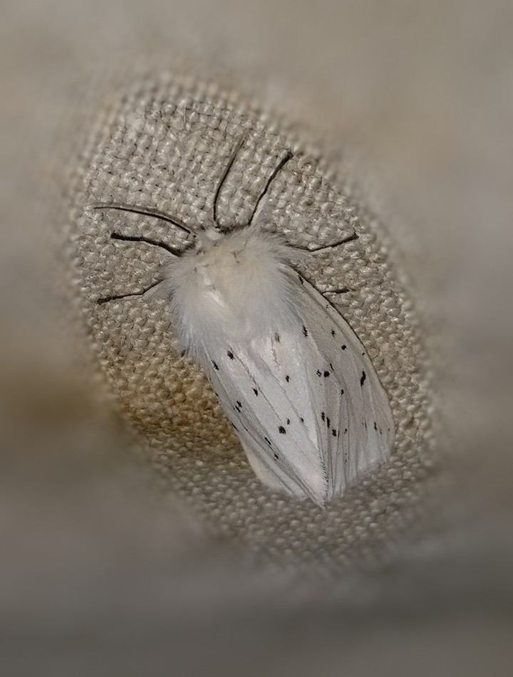 papillon de nuit