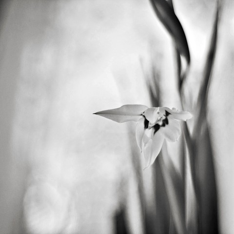 flower2