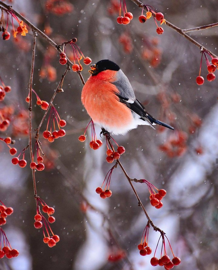 cute birdi