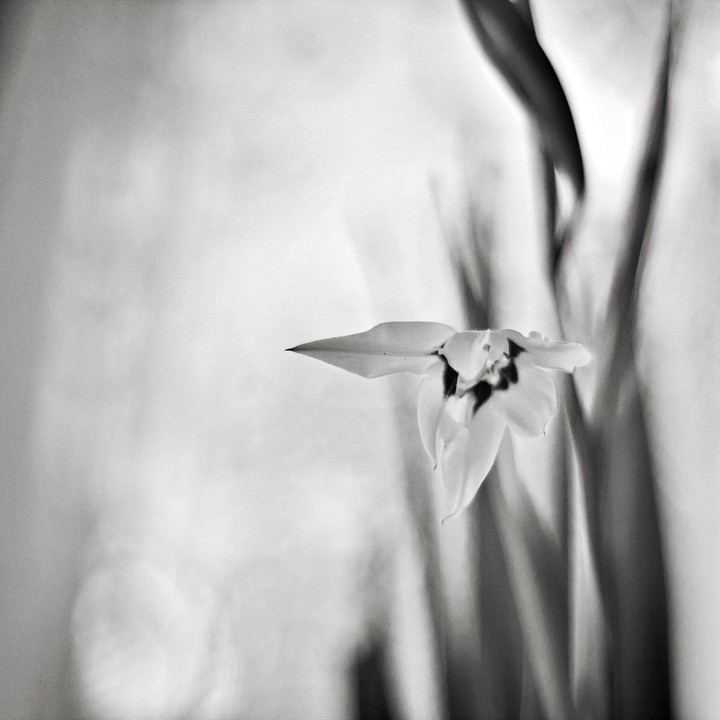 flower2