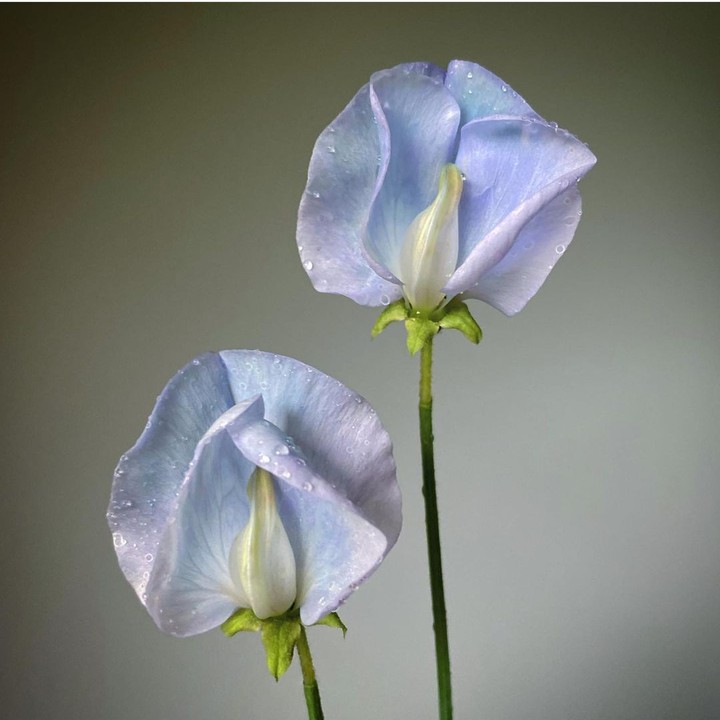 Sweet pea