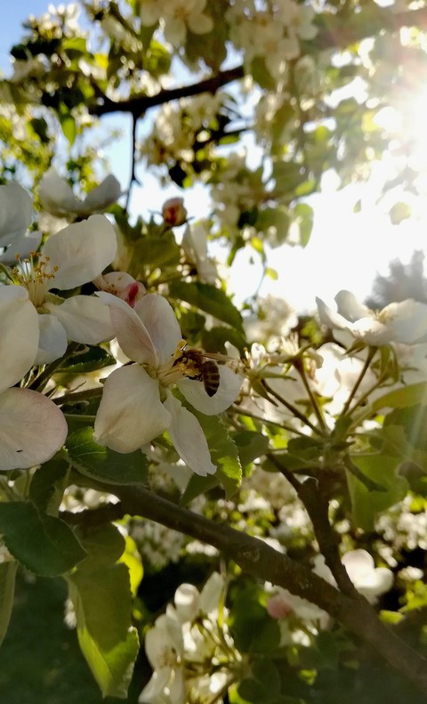 Spring bee ?
