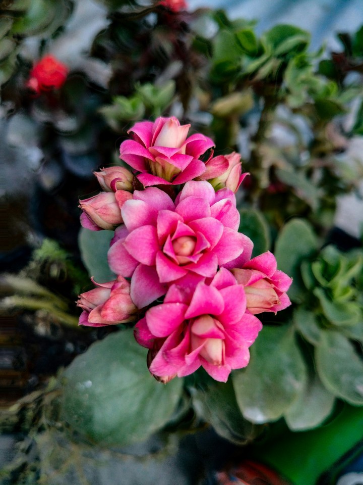 flor