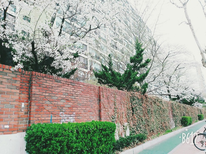 벚꽃