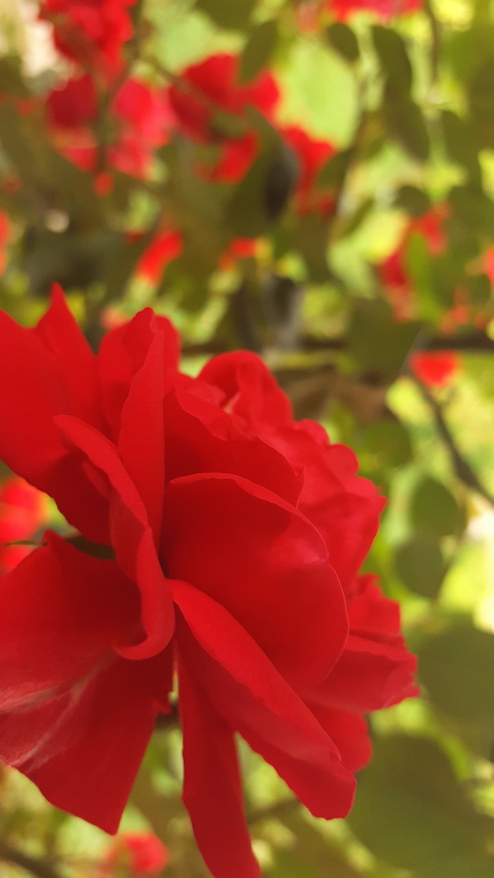 rose