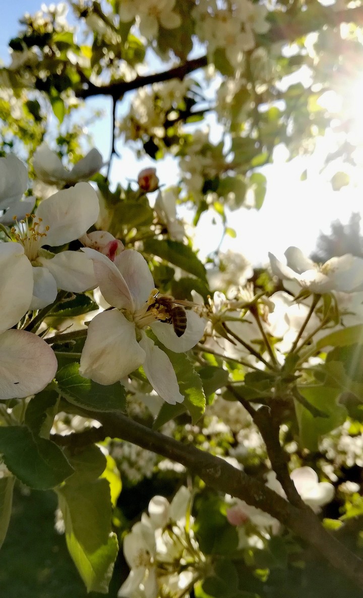 Spring bee ?