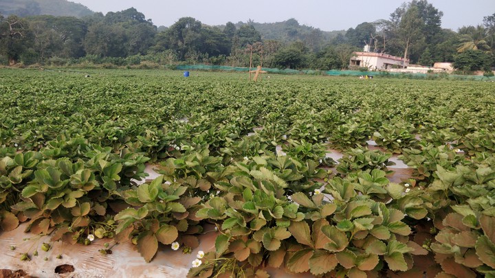 Strawberry Farm