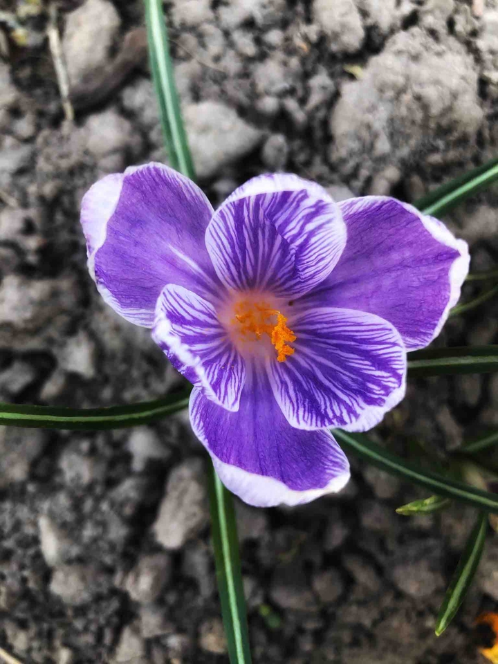 crocus ?