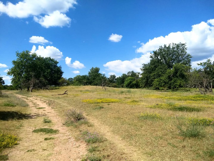 pathway in the heath