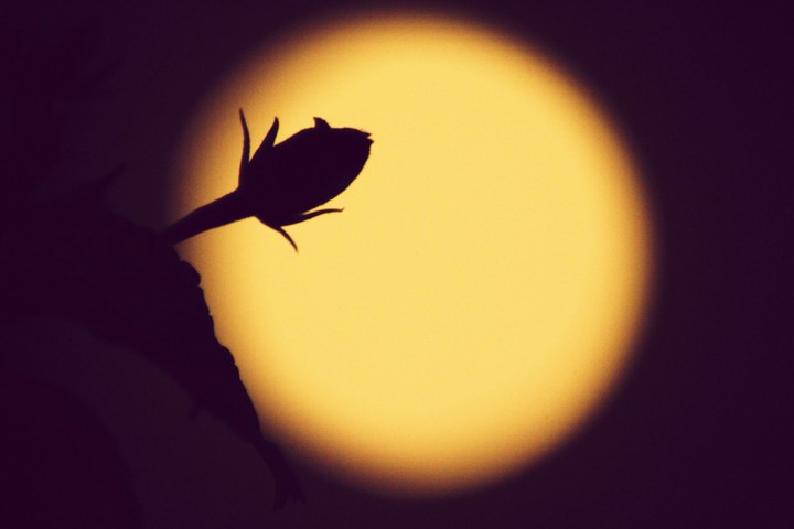 Bud Moon