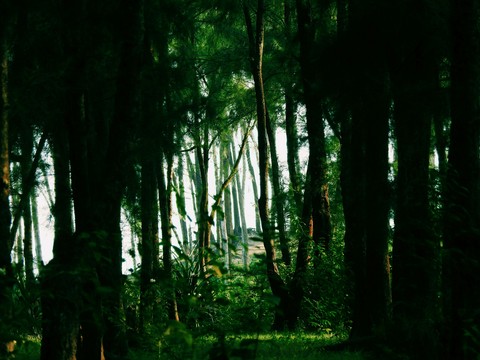 Into the Wild