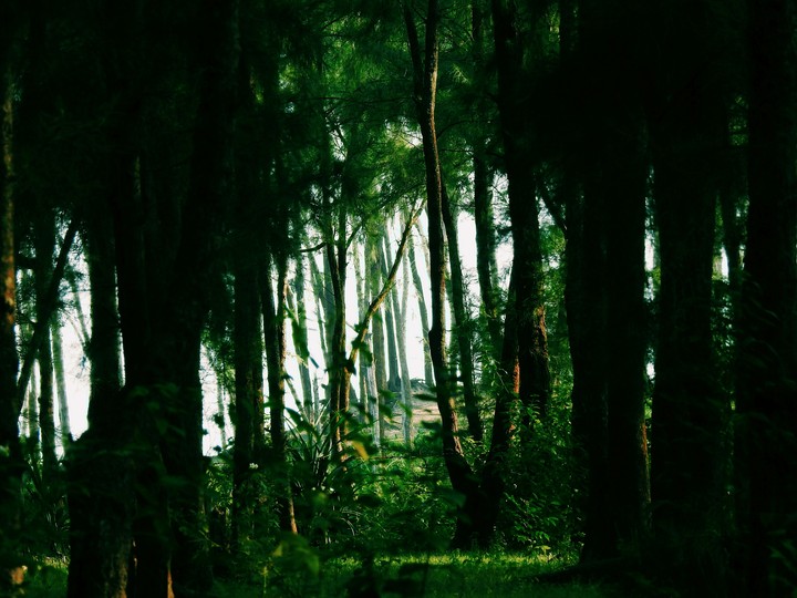 Into the Wild