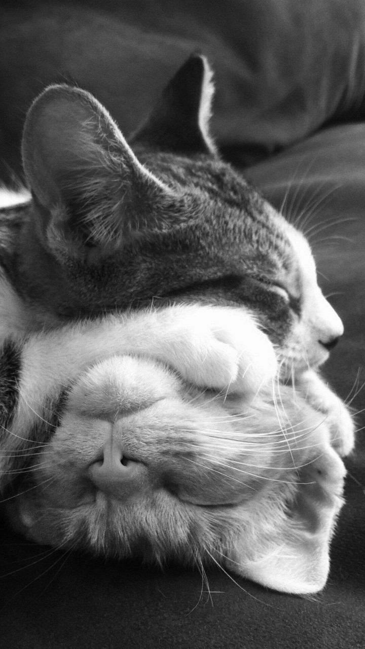 Cats