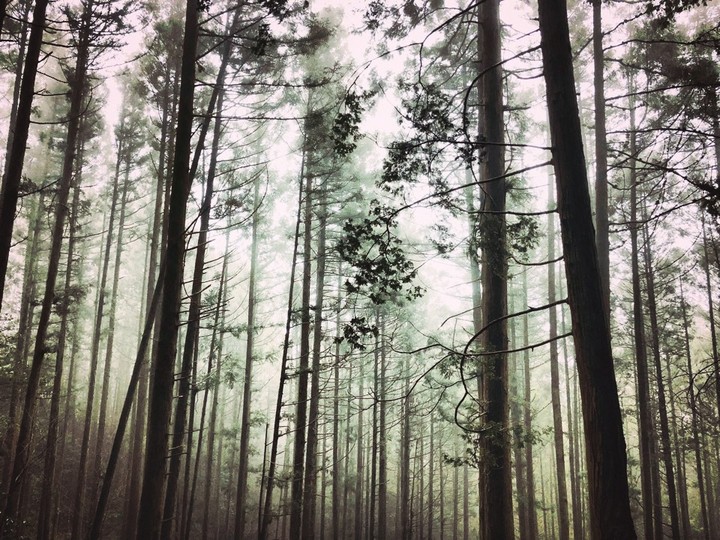 forest