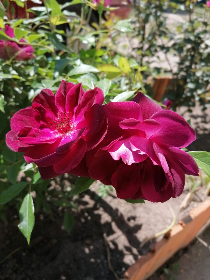 roses