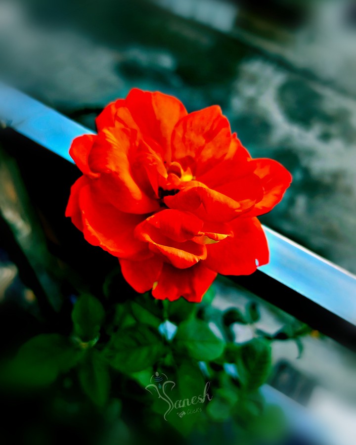 rose
