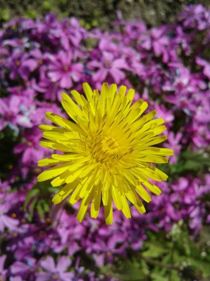 spring time