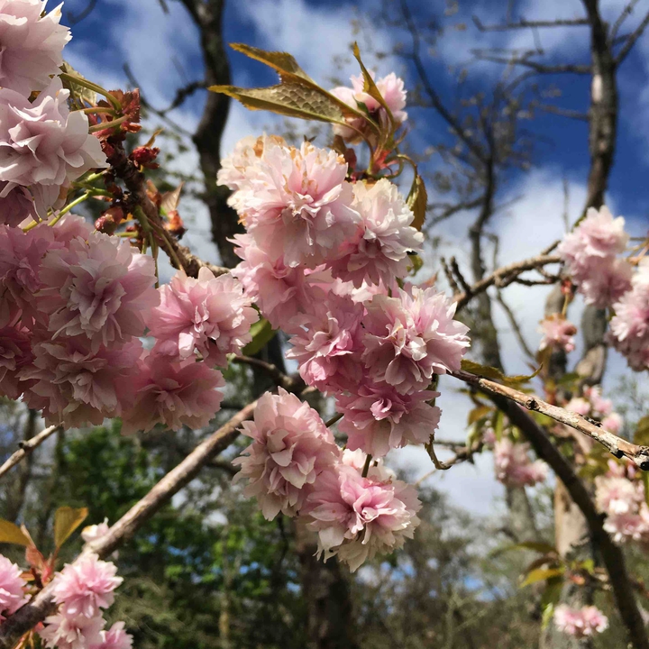 Cherry blossoms 2