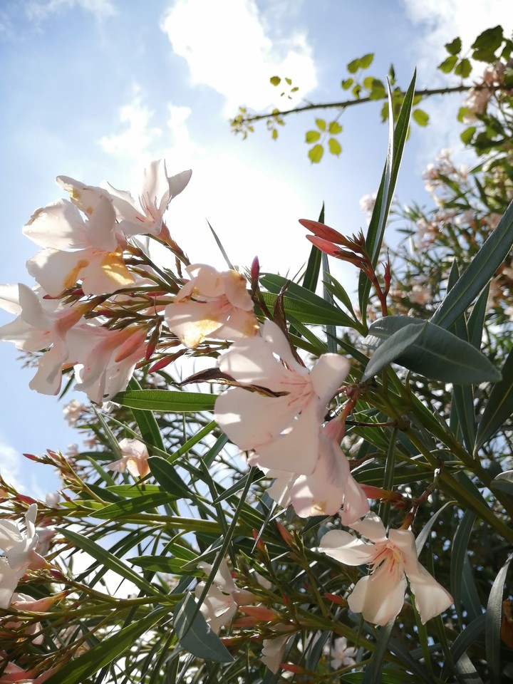 SunnyDay