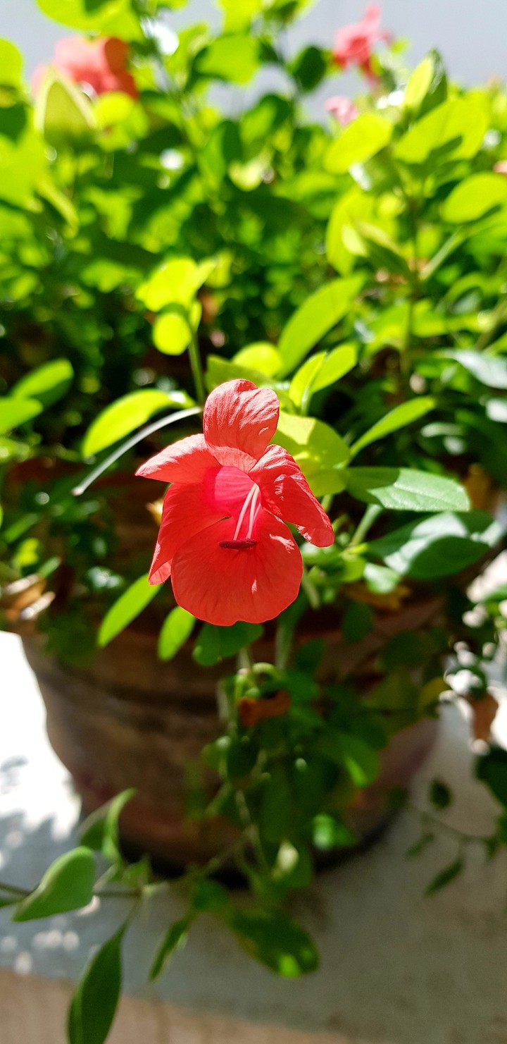 Red Flower