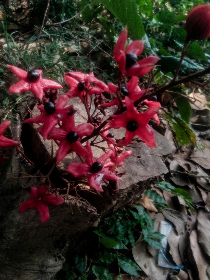 harlequin glorybower