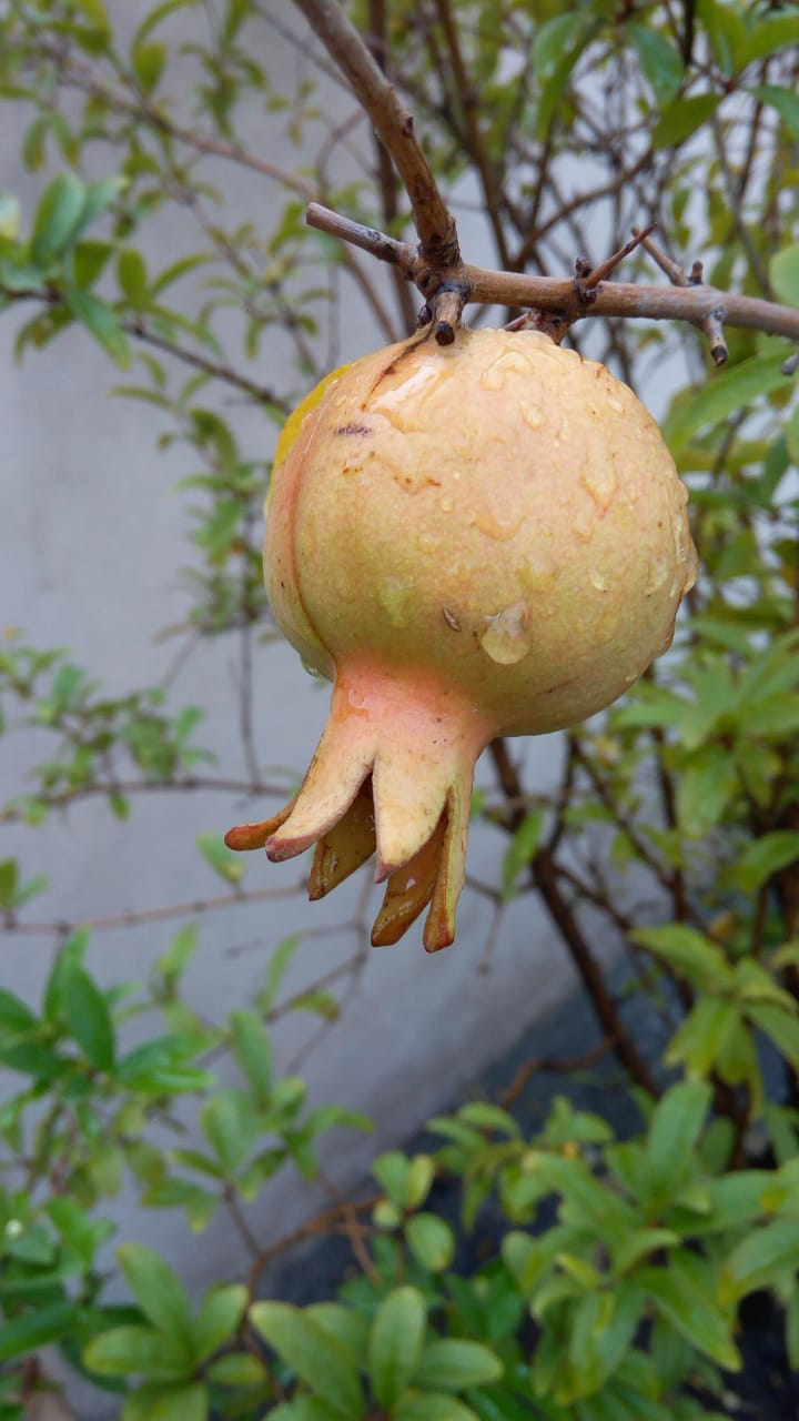 Pomegranate