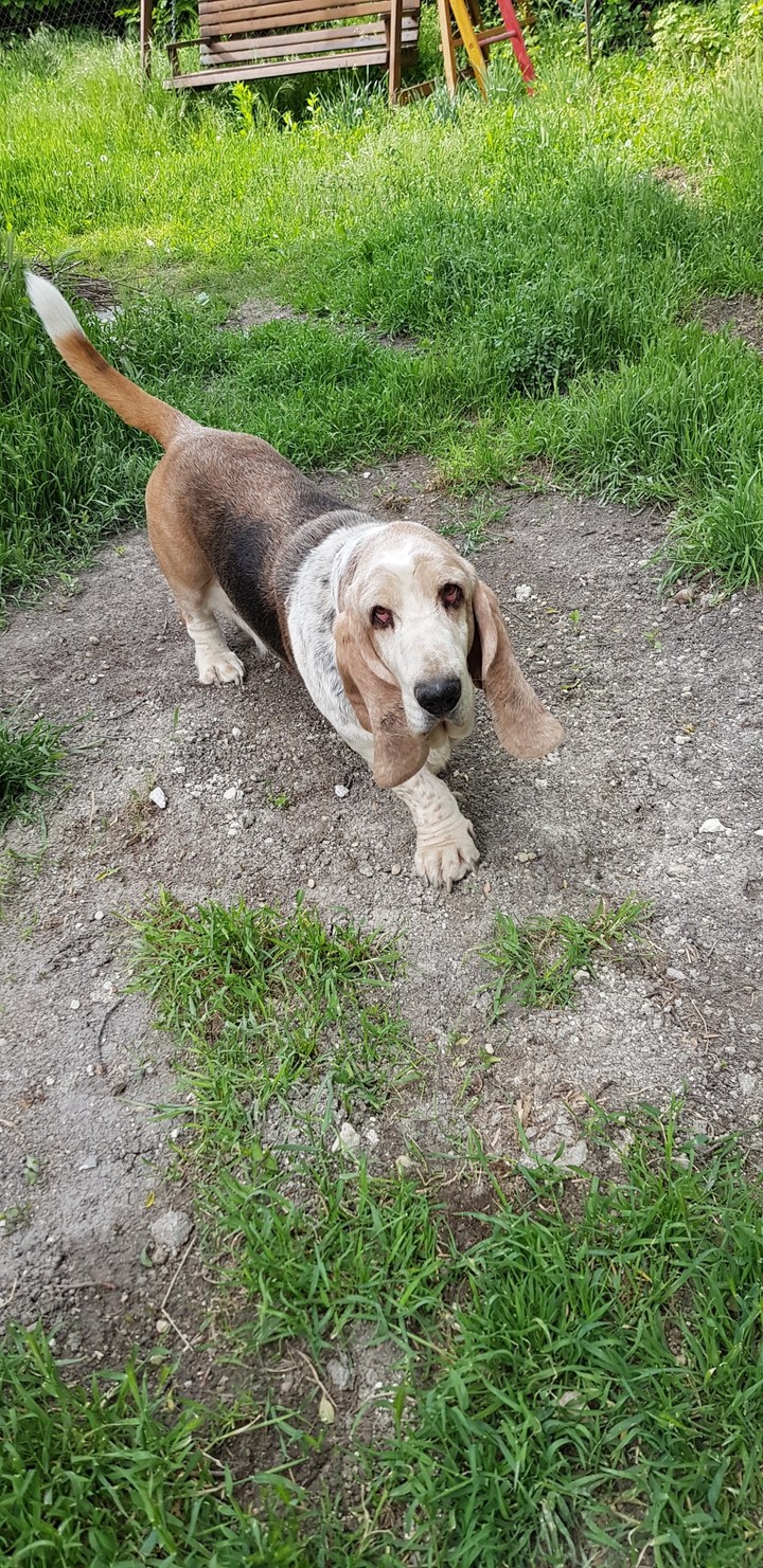 dog