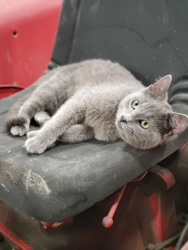 farm cat