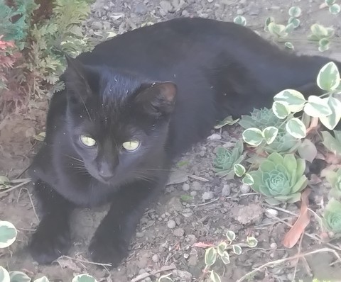 black cat