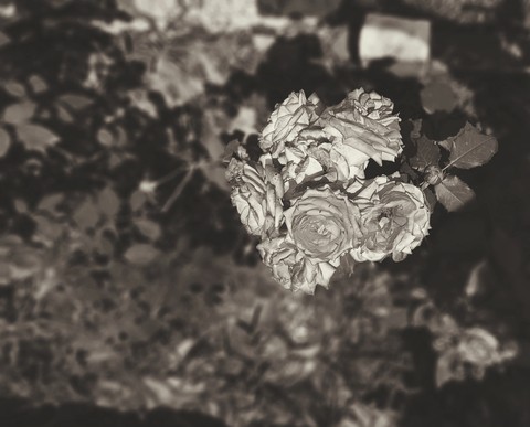 rose