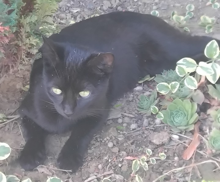 black cat