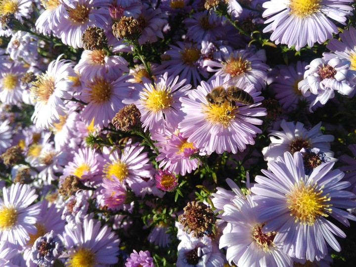 flowers