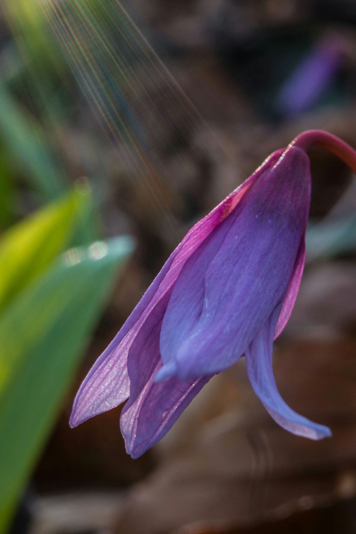 sunrays on a flower