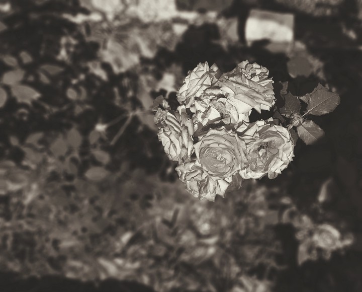 rose