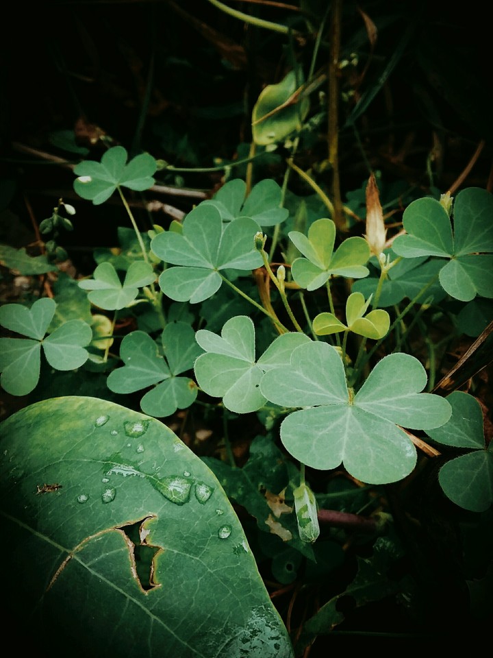 clover