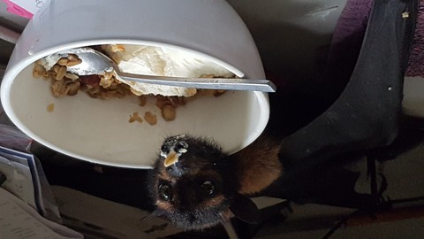 Baby spectacled flying fox enjoying a bowl of cereal