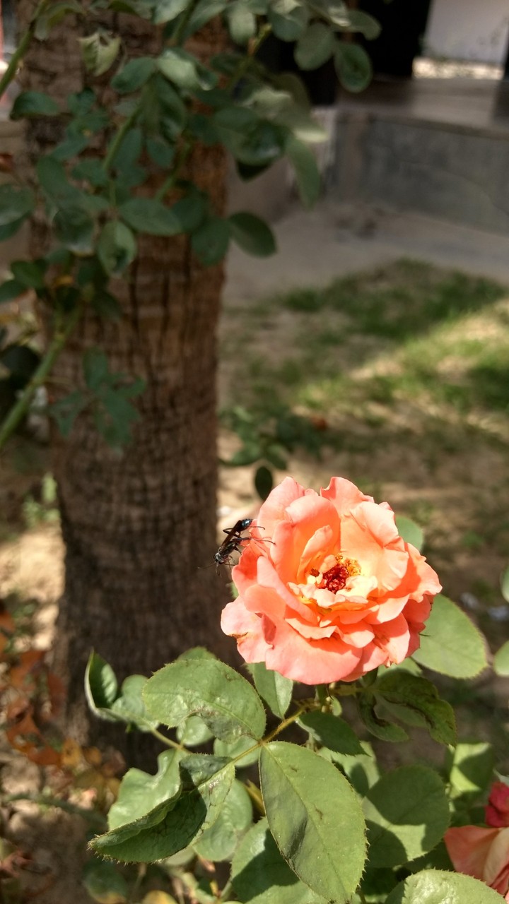 Peach Rose