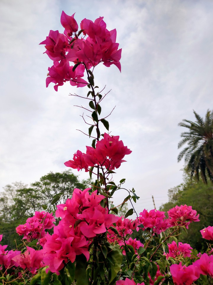 flower