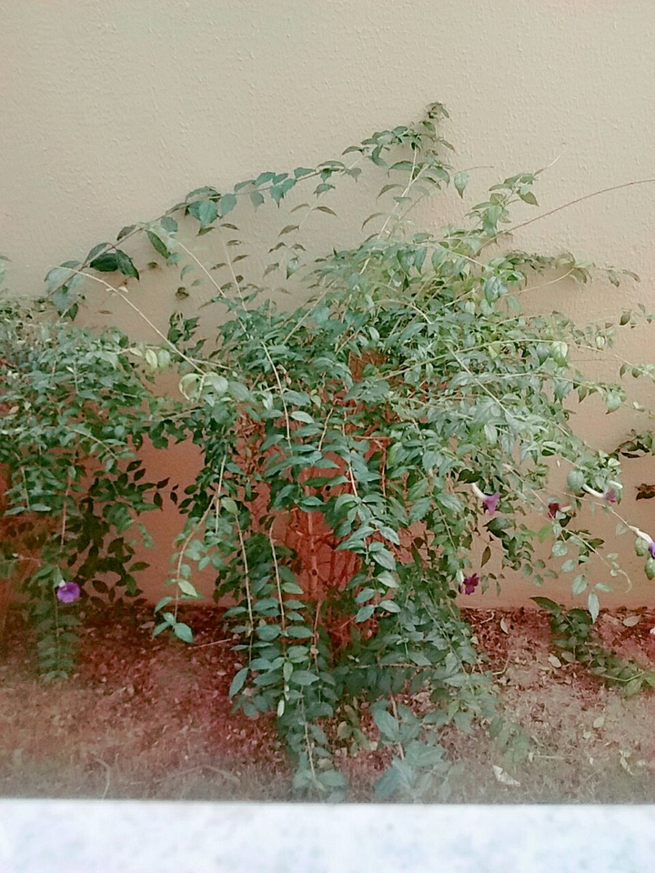 plant