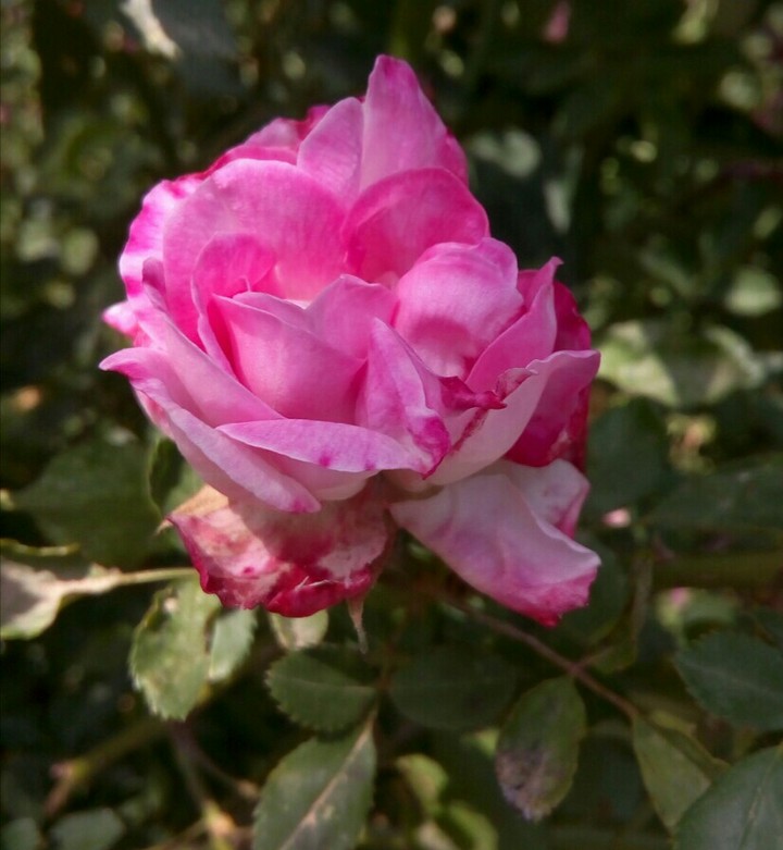 rose flower