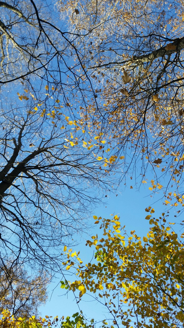 autumn trees