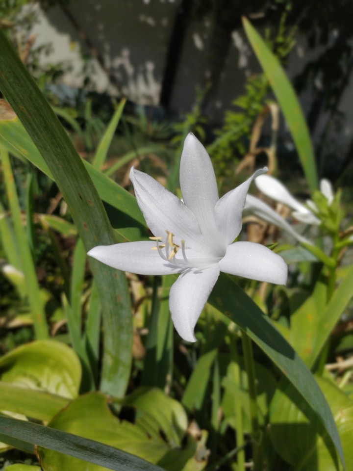 white liliac