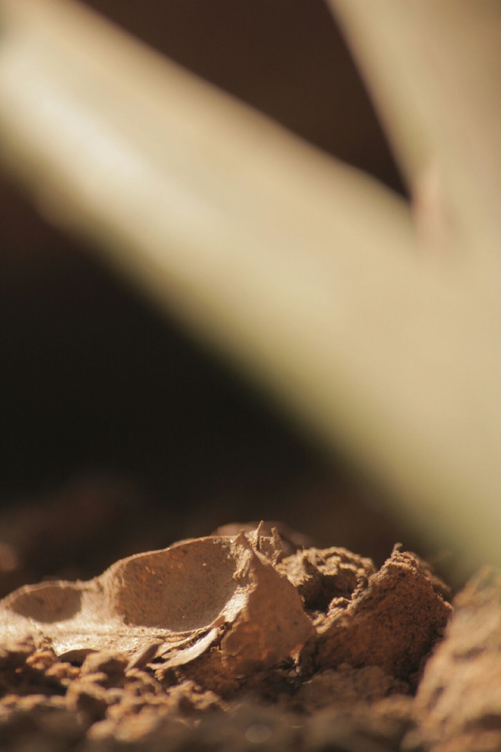 soil