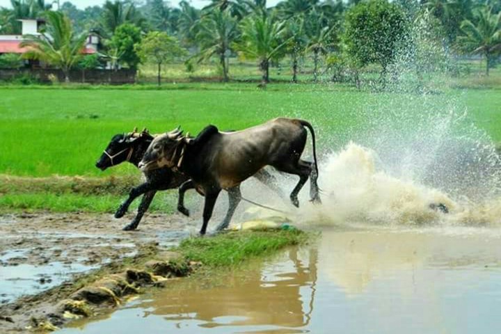 Twin-bulls Running (Tamilan pride)