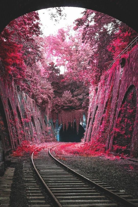 cherryblossoms