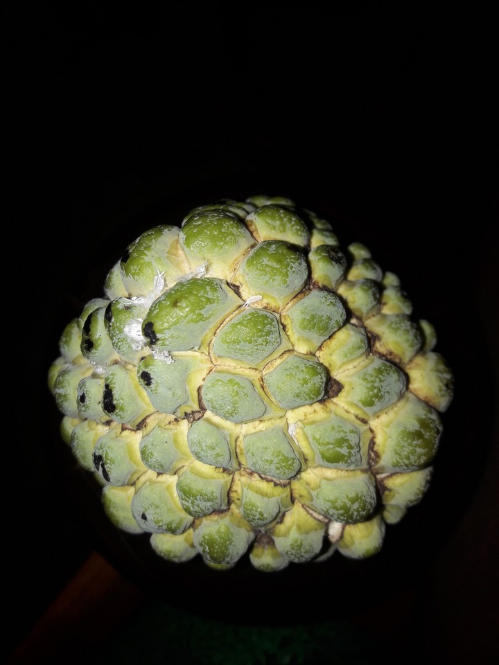 sugar apple