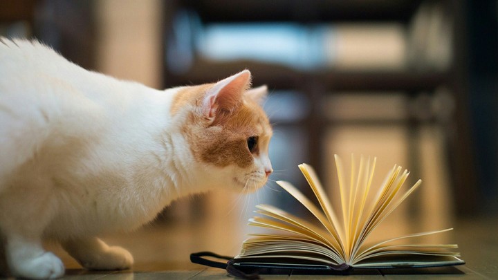 книга и кот
