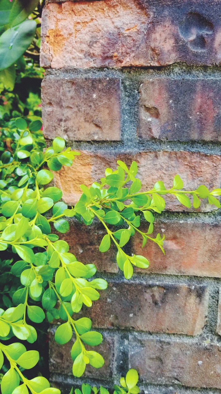 green plant
