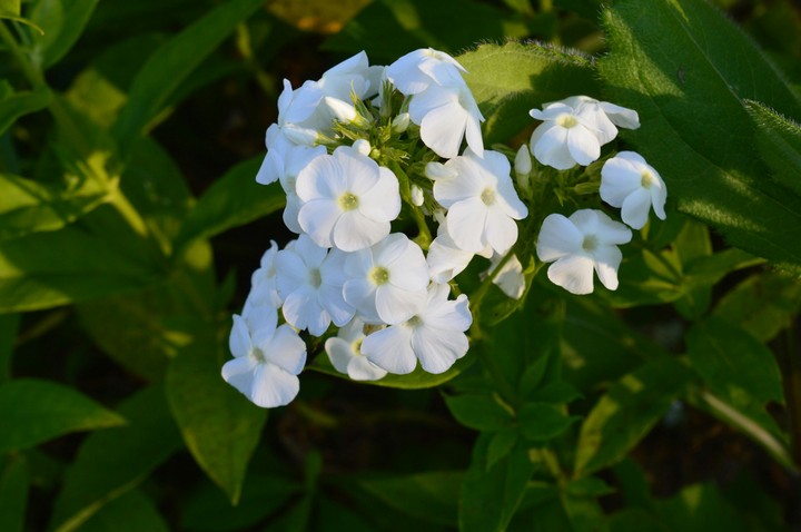 Plant Flower