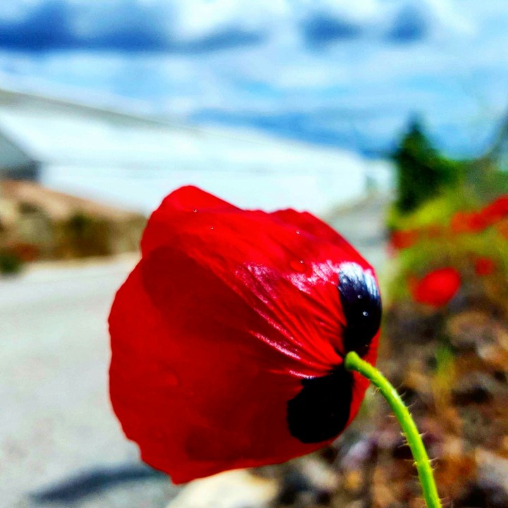 gelincik / poppy/ turkey